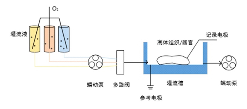 组织灌流